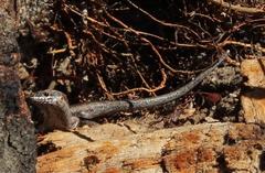 Trachylepis spilogaster