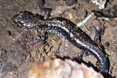 Plethodon ouachitae