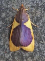 Prooedema inscisalis