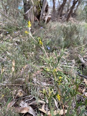 Synaphea spinulosa