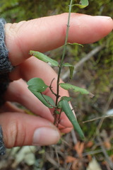 Secamone filiformis