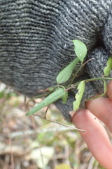 Secamone filiformis