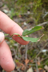 Secamone filiformis