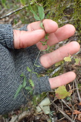 Secamone filiformis