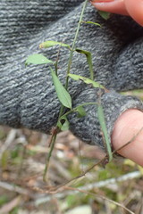 Secamone filiformis
