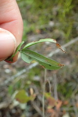 Secamone filiformis
