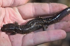 Desmognathus brimleyorum