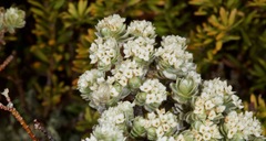 Pimelea sericeovillosa sericeovillosa