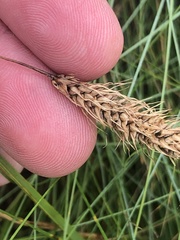 Carex paleacea