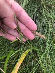 Carex paleacea