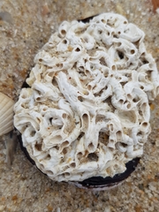 Spirobranchus triqueter