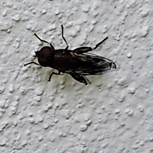 Photo of Thick-legged Hover Fly (Syritta pipiens)