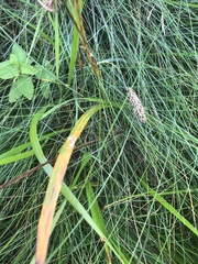 Carex paleacea