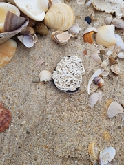 Spirobranchus triqueter