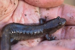 Desmognathus brimleyorum