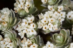 Pimelea sericeovillosa sericeovillosa