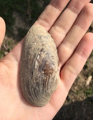 Unio elongatulus