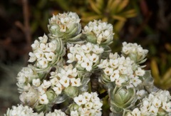 Pimelea sericeovillosa sericeovillosa