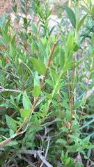Myrtus communis