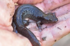 Desmognathus brimleyorum