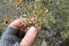 Flueggea verrucosa