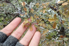 Flueggea verrucosa