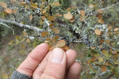 Flueggea verrucosa