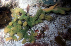 Callyspongia
