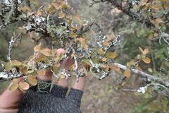 Flueggea verrucosa