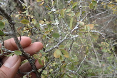 Flueggea verrucosa