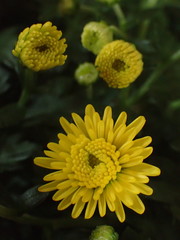 Asteraceae