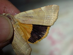 Noctua tirrenica