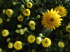 Asteraceae