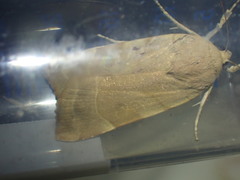 Noctua tirrenica