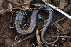 Plethodon ouachitae