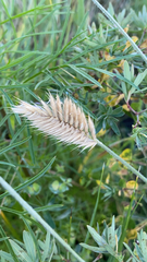 Agropyron cristatum