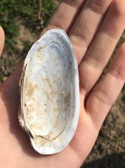 Unio elongatulus