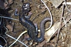 Plethodon ouachitae