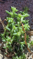 Salsola kali kali