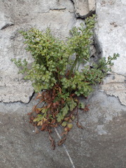 Asplenium ruta-muraria