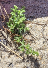 Salsola kali kali