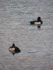 Aythya fuligula