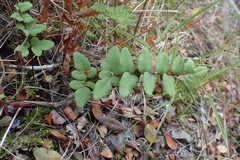 Cheilanthes viridis