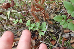 Cheilanthes viridis
