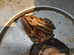Rana amurensis