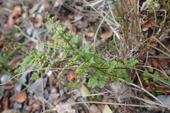 Anemia caffrorum