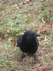 Corvus corone