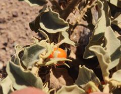 Solanum tomentosum tomentosum