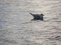 Chroicocephalus ridibundus