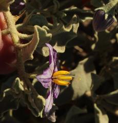 Solanum tomentosum tomentosum